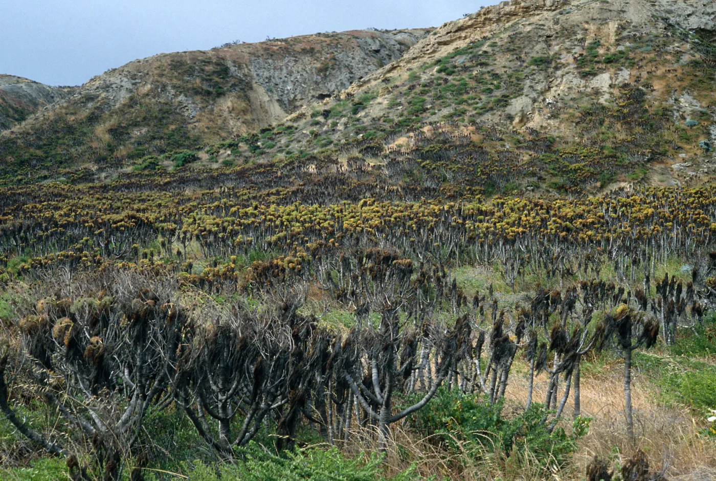 Coreopsis, near rock jetty, Northeast coast, San Nicolas Island