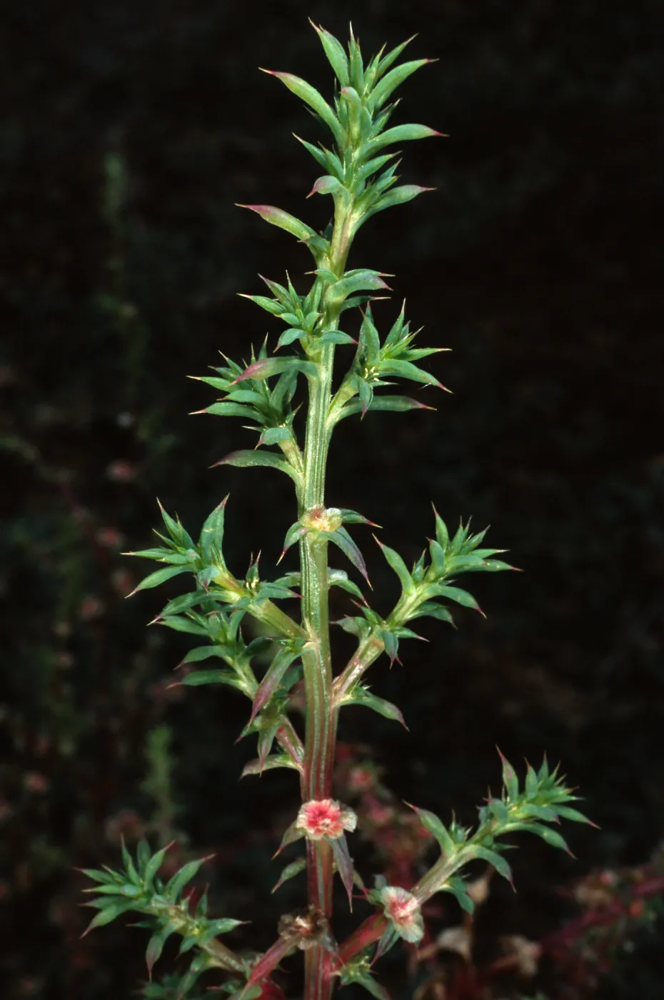 Salsola kali pontica, metric site/Beach Road, San Nicolas Island