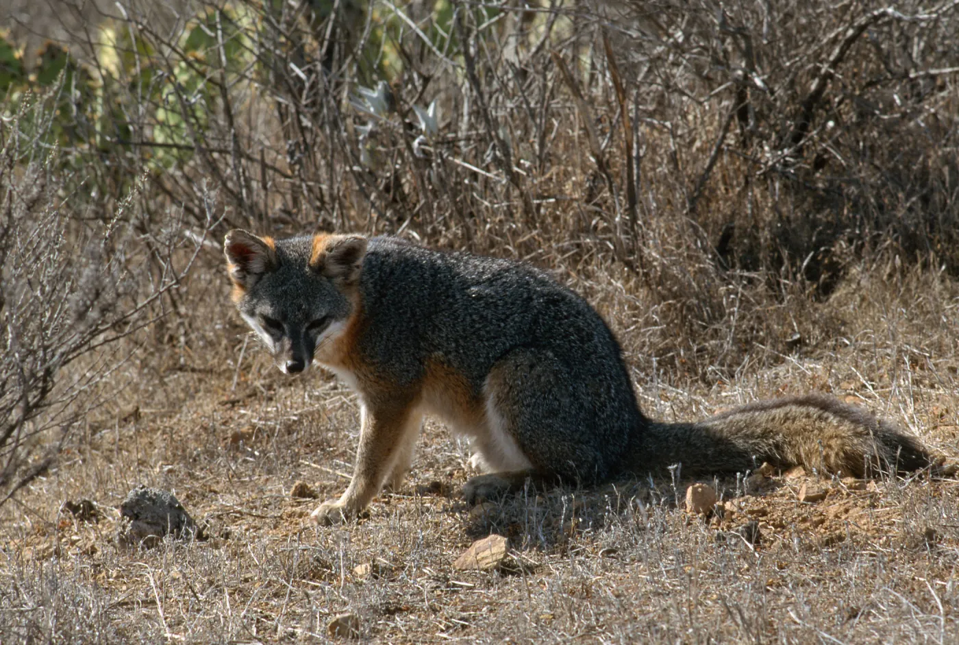 island fox, Kurt Road, Catalina Island