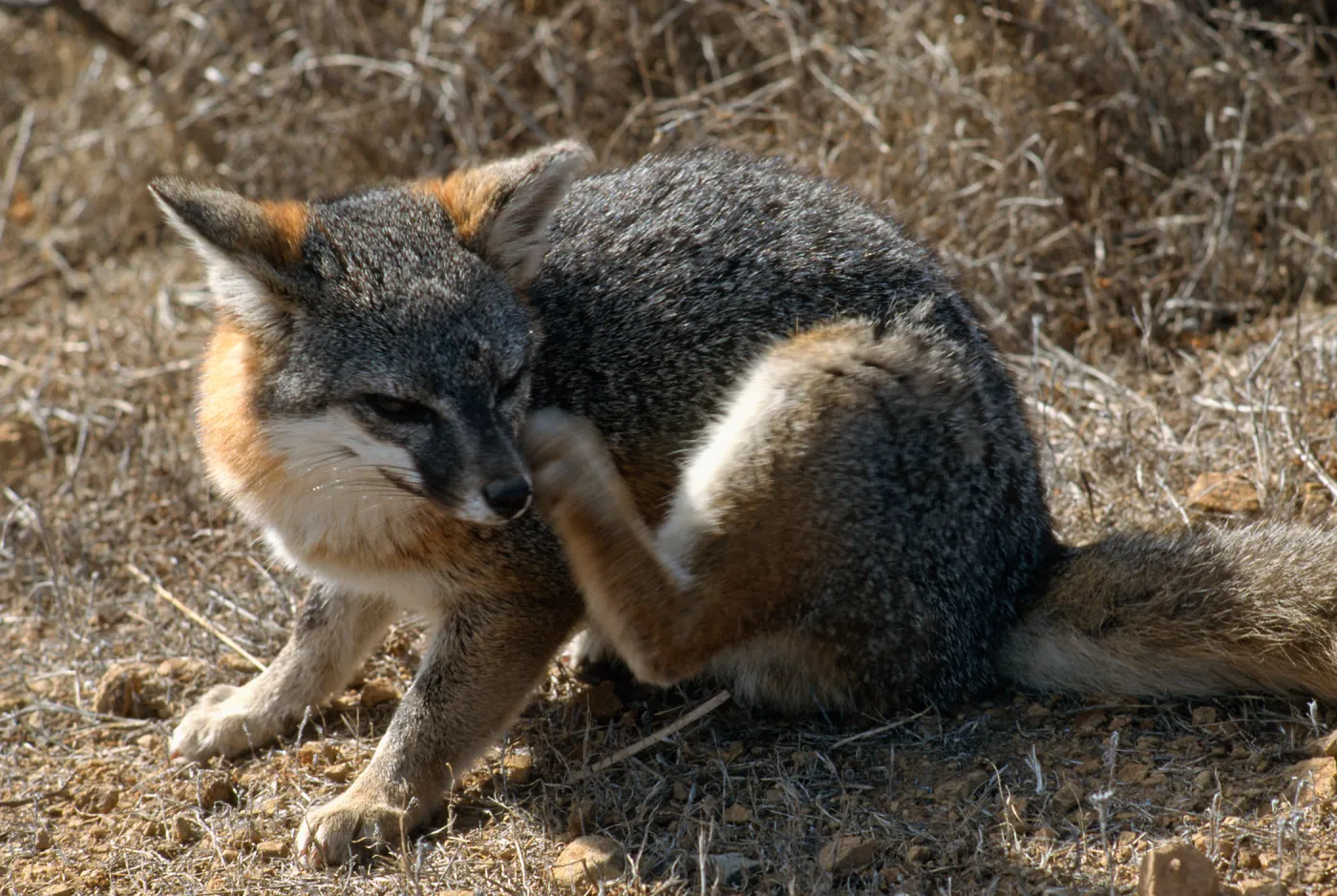 island fox, Kurt Road, Catalina Island