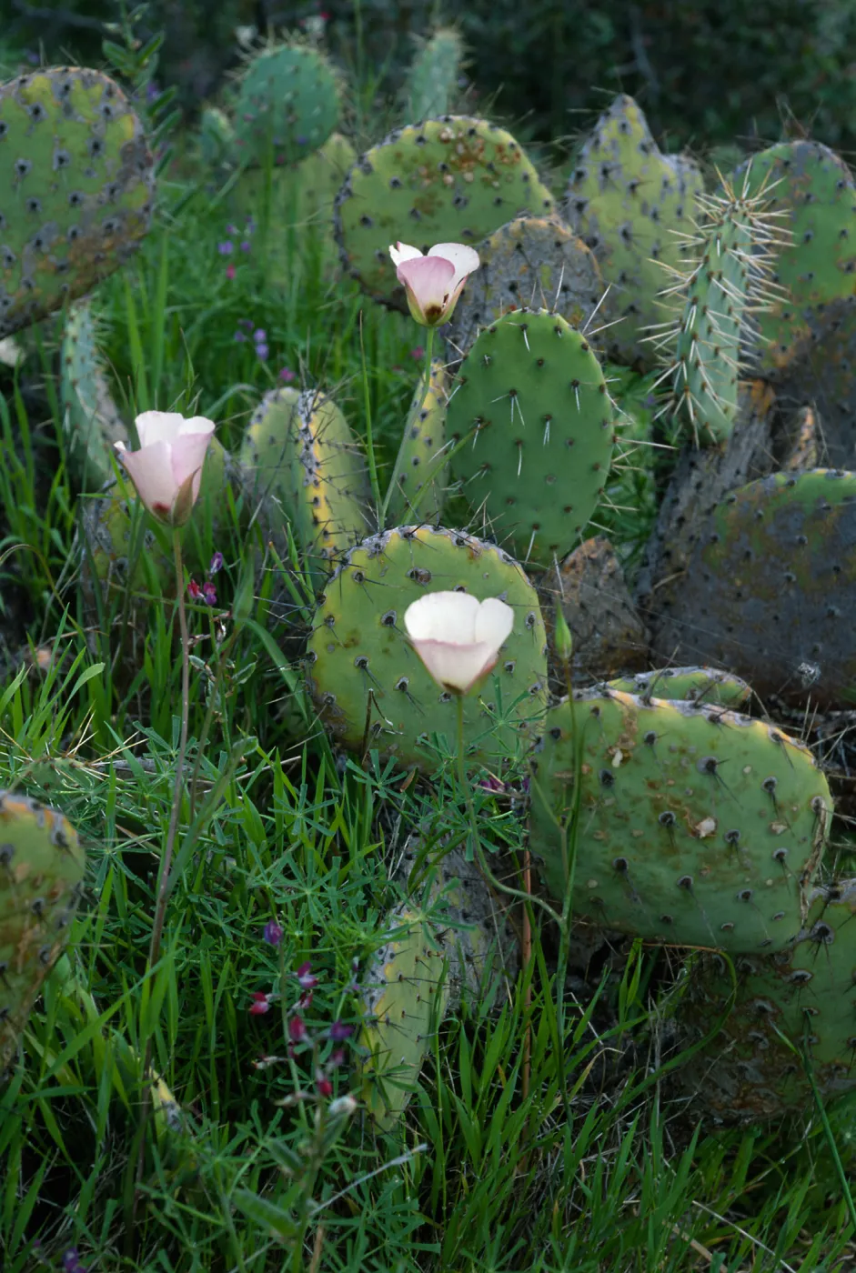 Calochortus catalinae, Opuntia oricola, Lupinus truncatus, above Toyon Bay, Santa Catalina Island