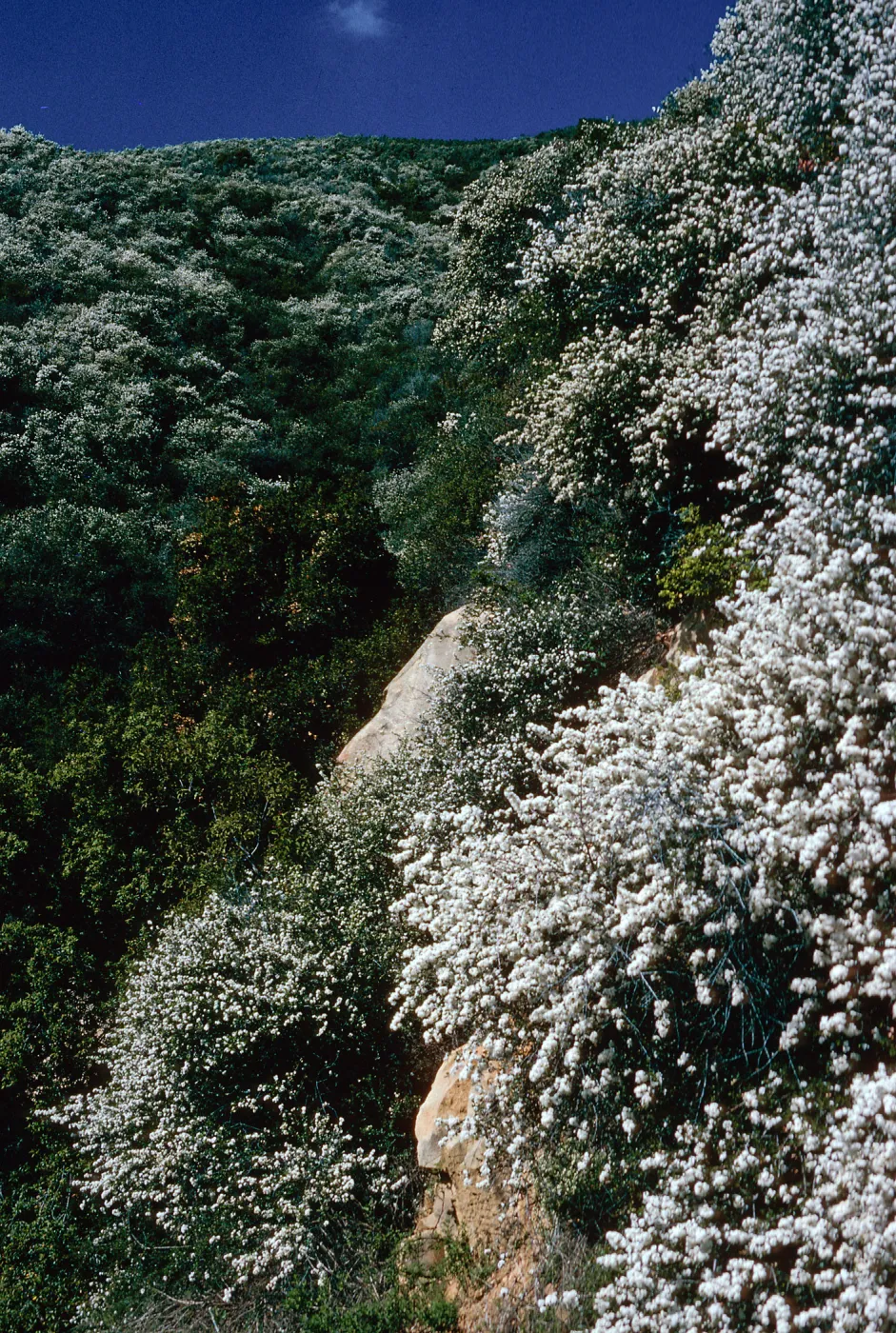 Ceanothus megacarpus, Tunnel Road, Santa Barbara County