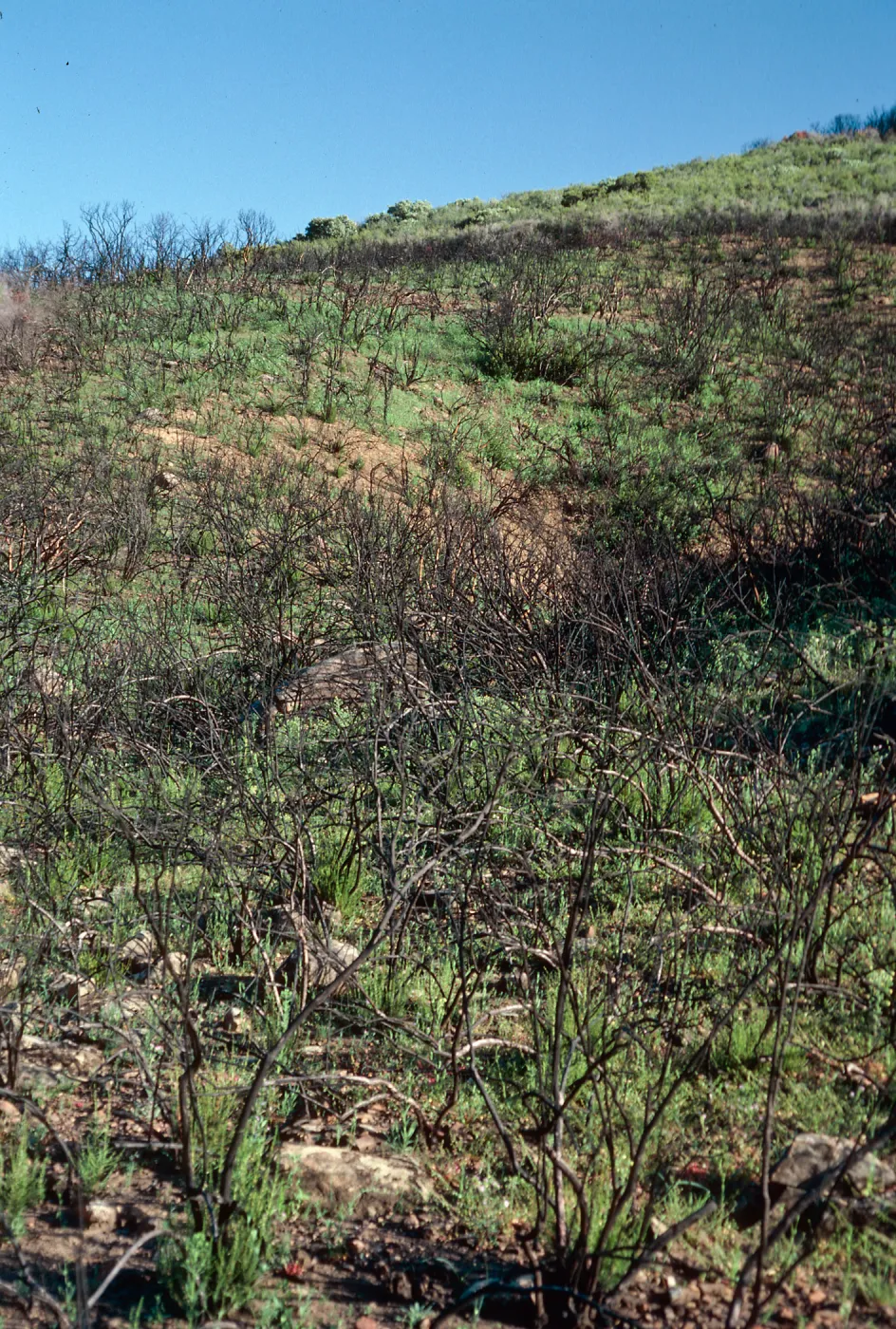 Matilija Canyon burn, Ventura County