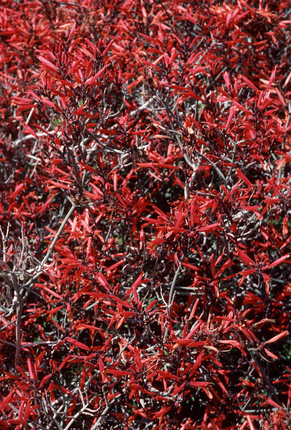 Beloperone, Cottonwood Springs, Joshua Tree, San Bernardino County