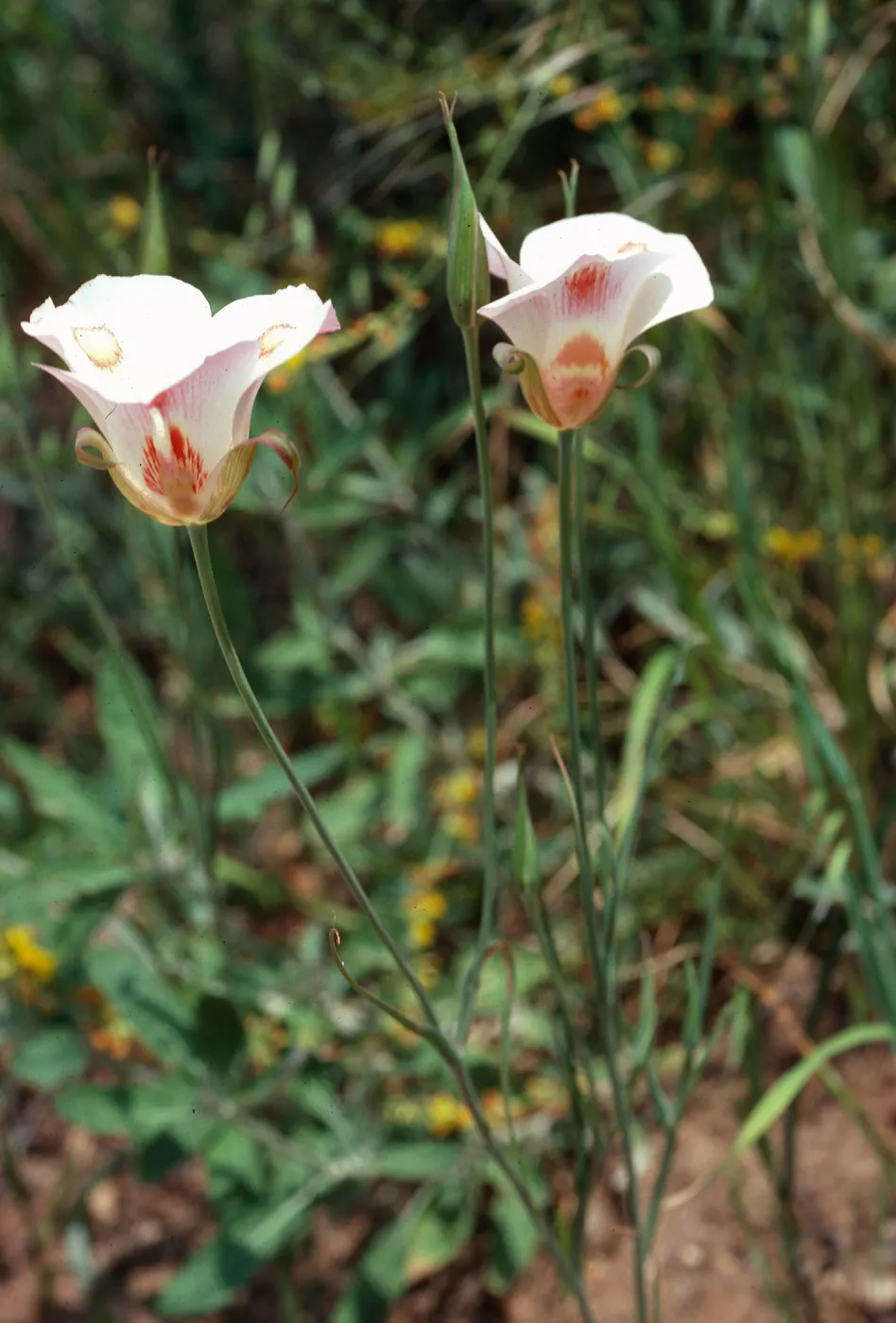 Calochortus venustus, Paradise Road, by Snyder Trail, Santa Barbara County