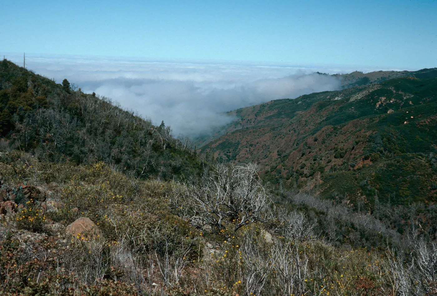 looking down Villa Creek, Lions Den, Monterey County