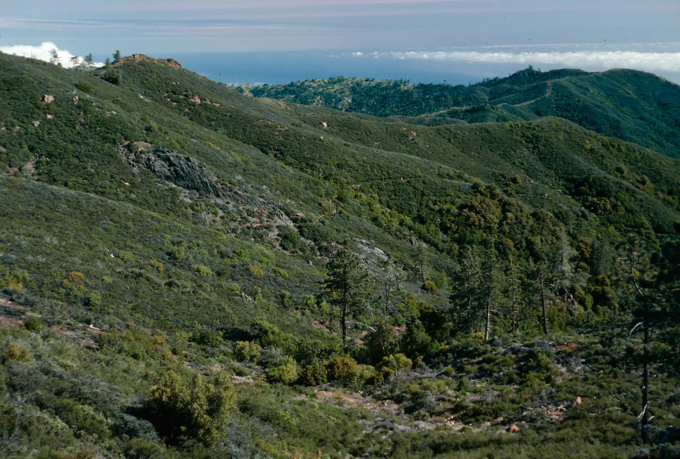 South of botanical area, upper Salmon Creek, Lions Den, Monterrey County