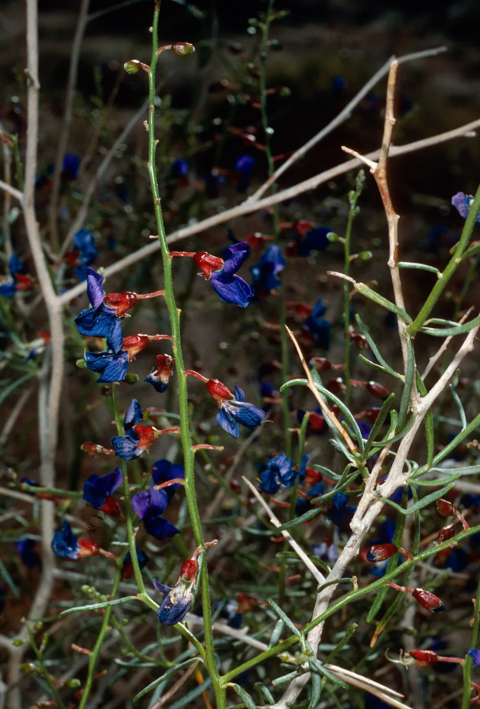 Dalea fremontii, Box Canyon, Coachella Valley, Mecca Hills, Riverside County
