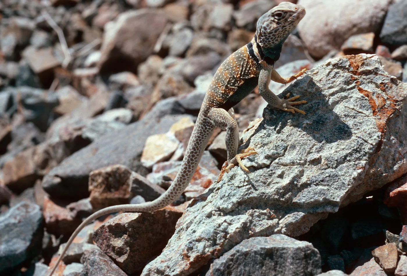 collared lizard, 0.4 mile West of Wildrose Spring Picnic Campground, Panamint Mountains, Death Valley National Park, Mojave Desert, Inyo County