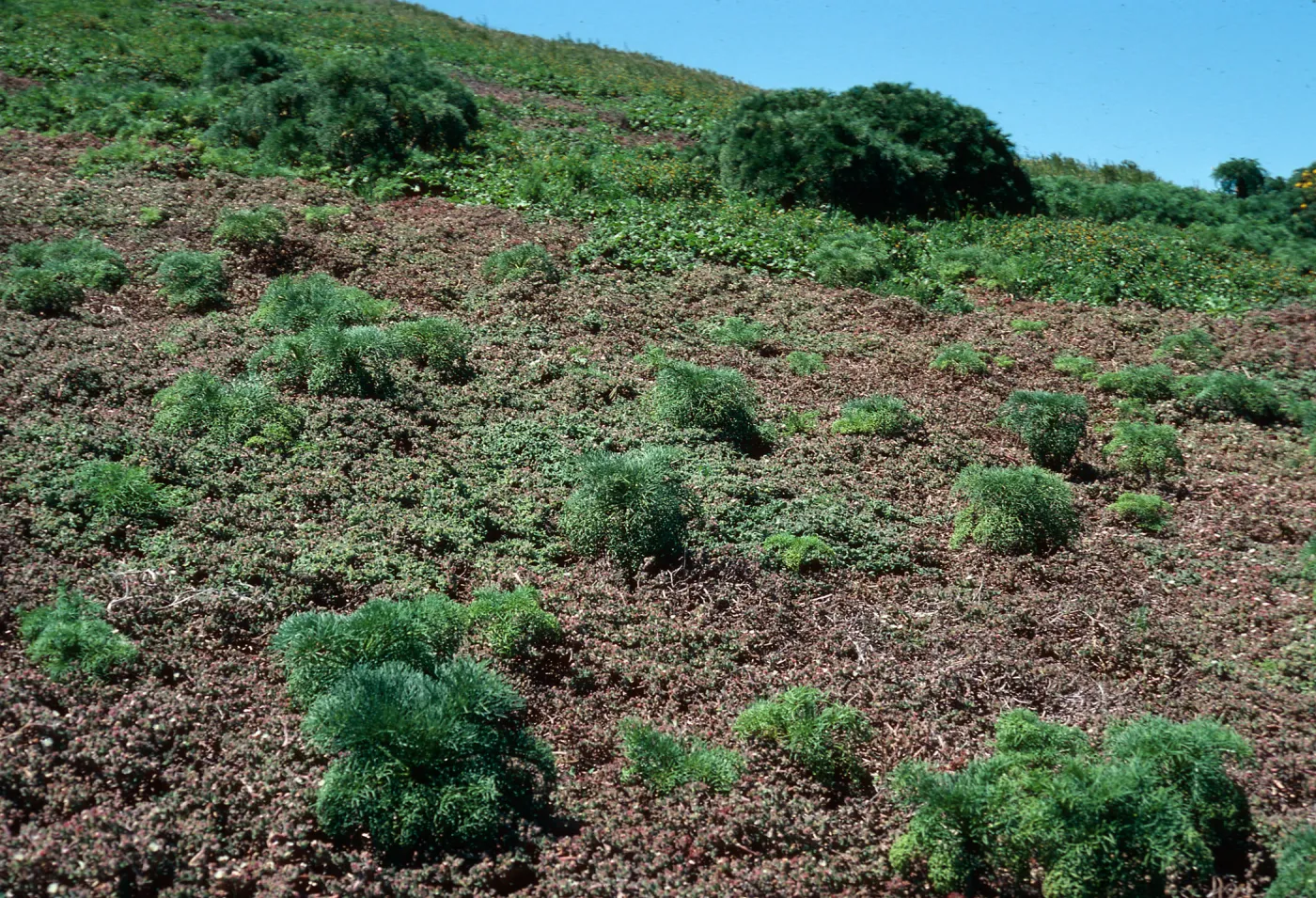 Coreopsis seedlings in Mesembryanthemun crystallinum, North Peak, Sanata Barbara Island