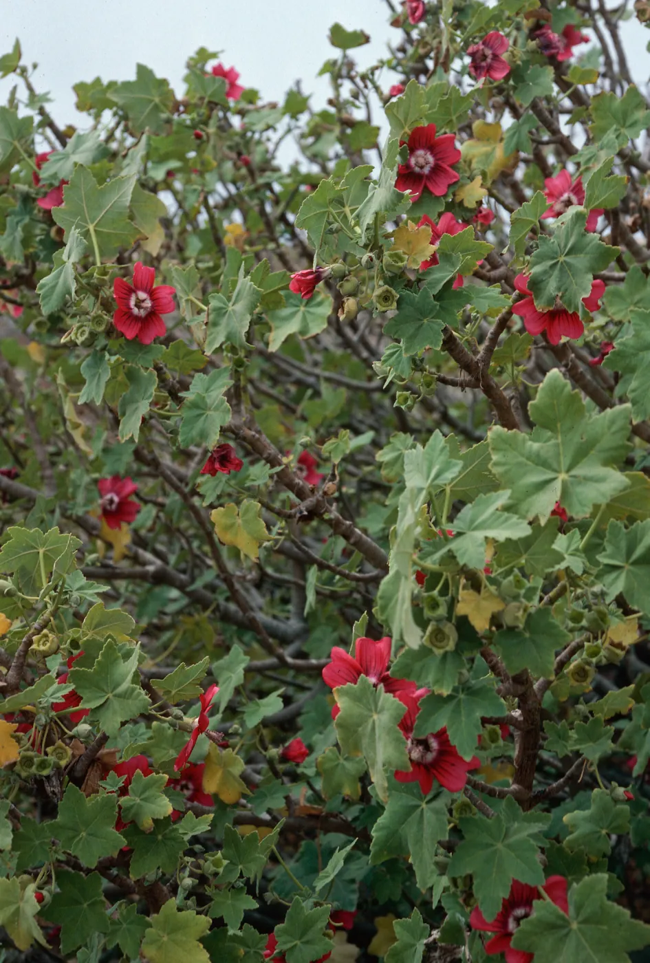 Lavatera, research station, Northwest end, San Miguel Island