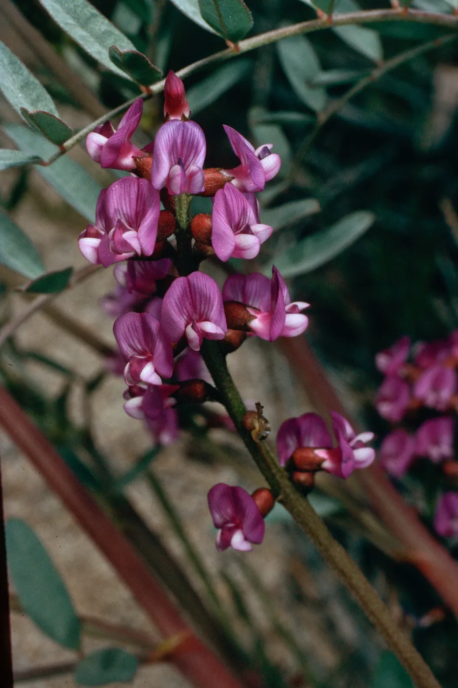 Astragalus, Blair Valley, Anza Borrego State Park, San Diego County