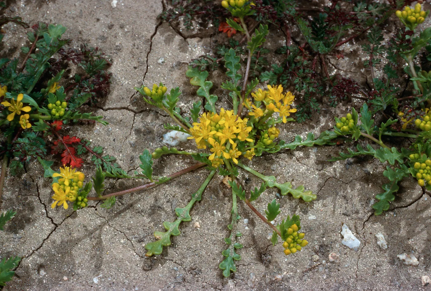 Lepidium flavum, #4878, Little Blair Valley, Anza-Borrego State Park, San Diego County