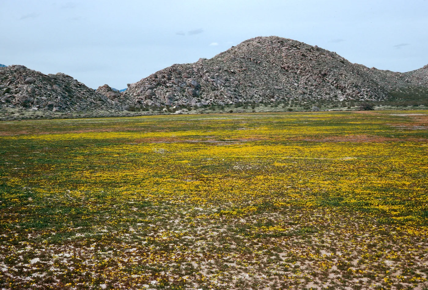Lepidium flavum, #4878, Little Blair Valley, Anza-Borrego State Park, San Diego County