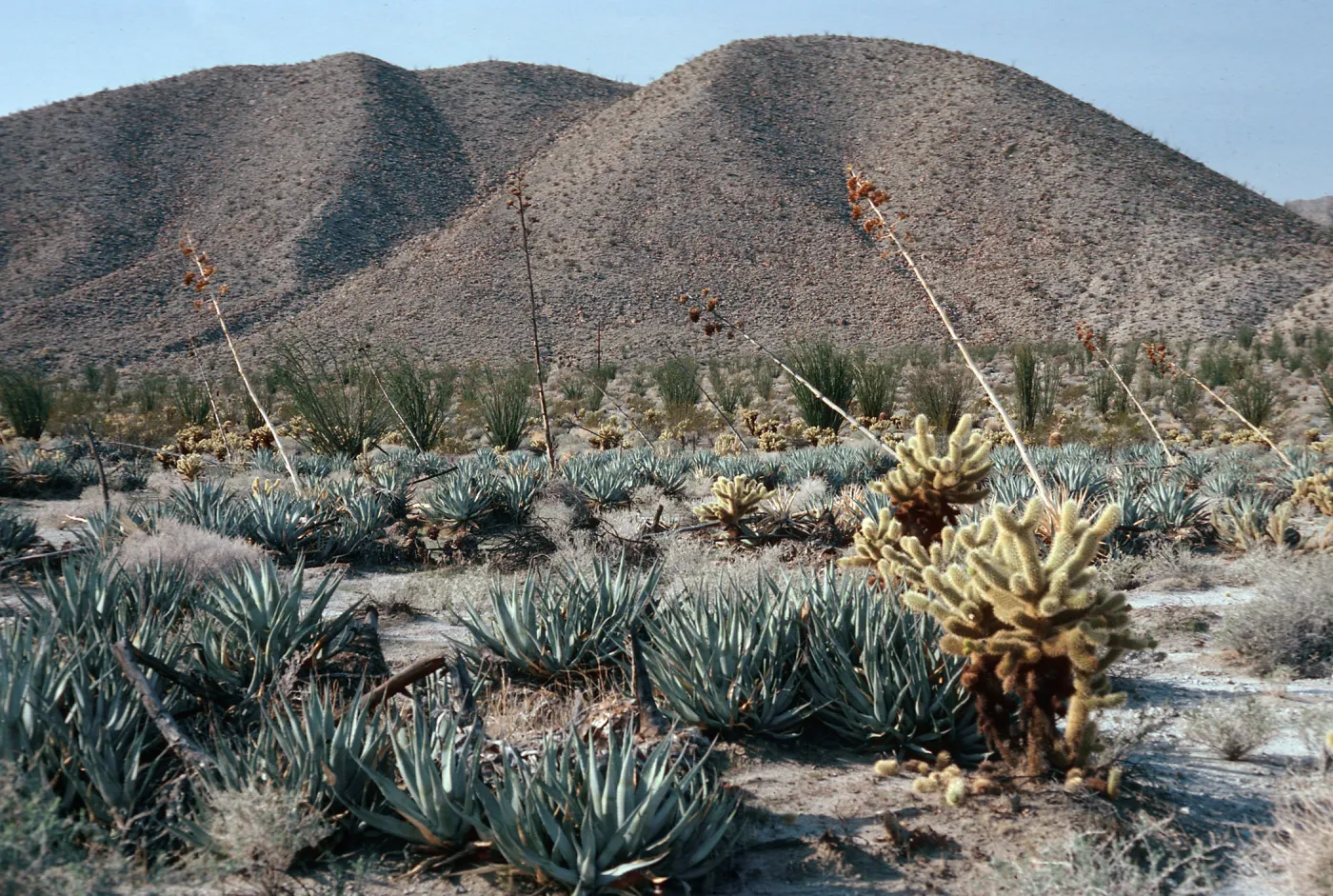 Agave deserti (Desert agave) , Opuntia biglelovii, Anza-Borrego State Park, San Diego County