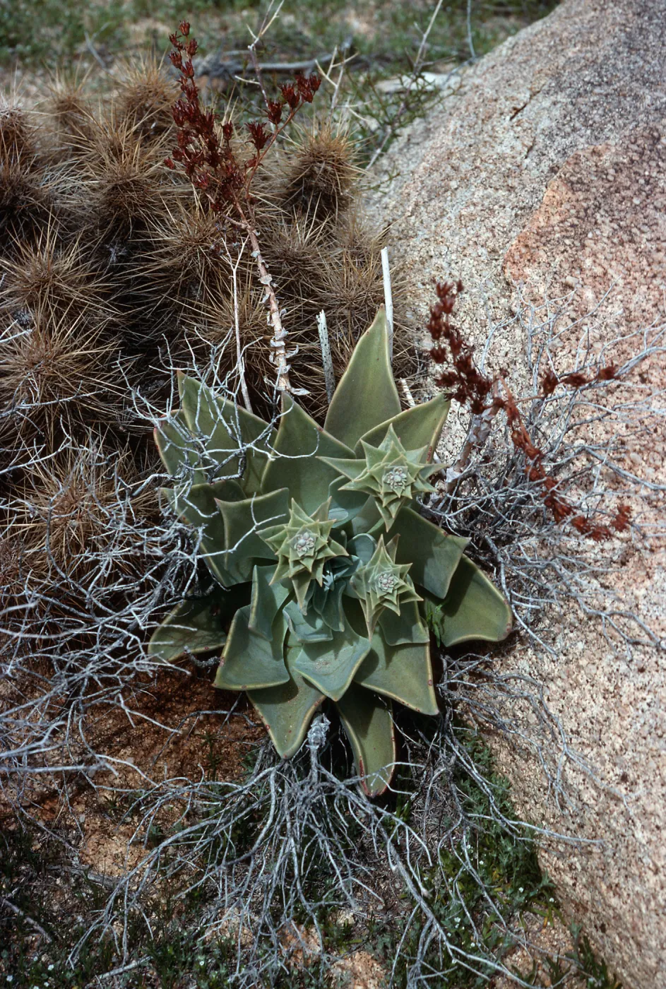 Dudleya (liveforevers), Ghost Mountain, Anza-Borrego State Park, San Diego County