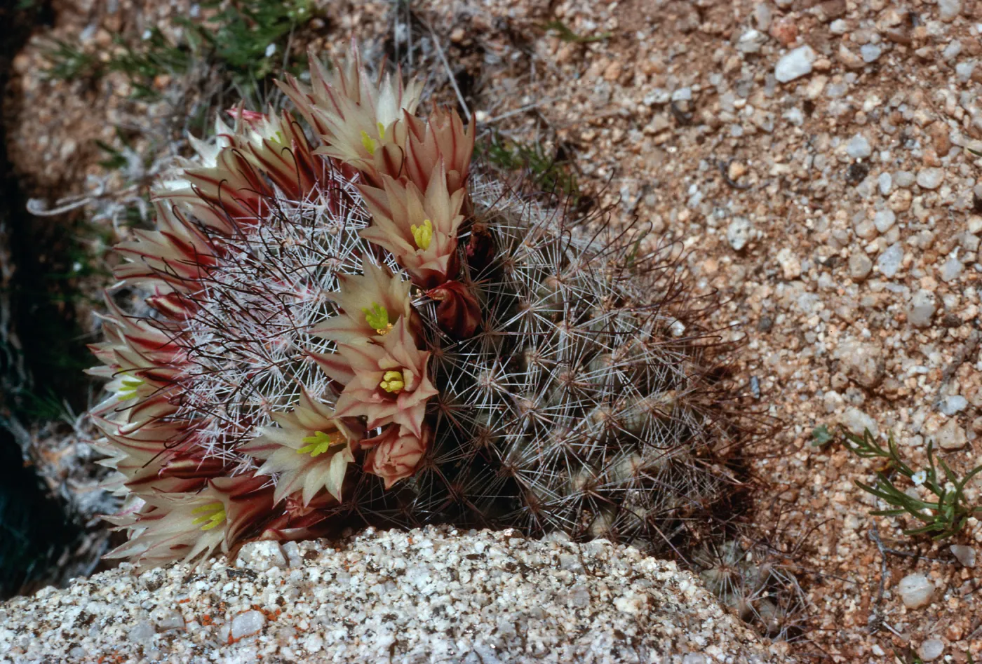 Mammilarria, Ghost Mountain, Anza-Borrego State Park, San Diego County