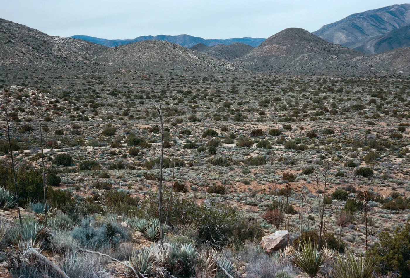 trail to Ghost Mountain, Blair Valley, Anza-Borrego State Park, San Diego County