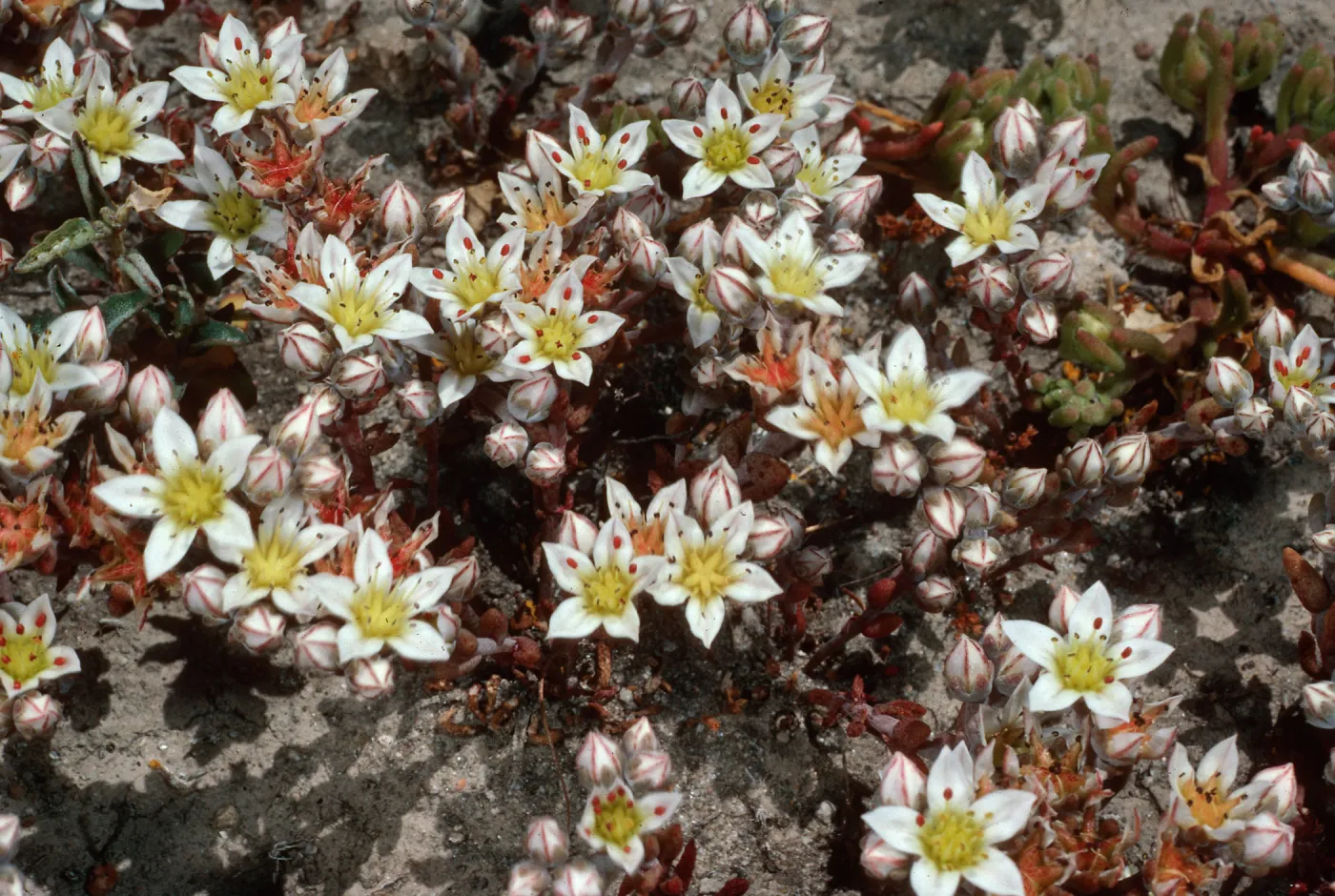 Dudleya blochmaniae insularis, Santa Rosa Island