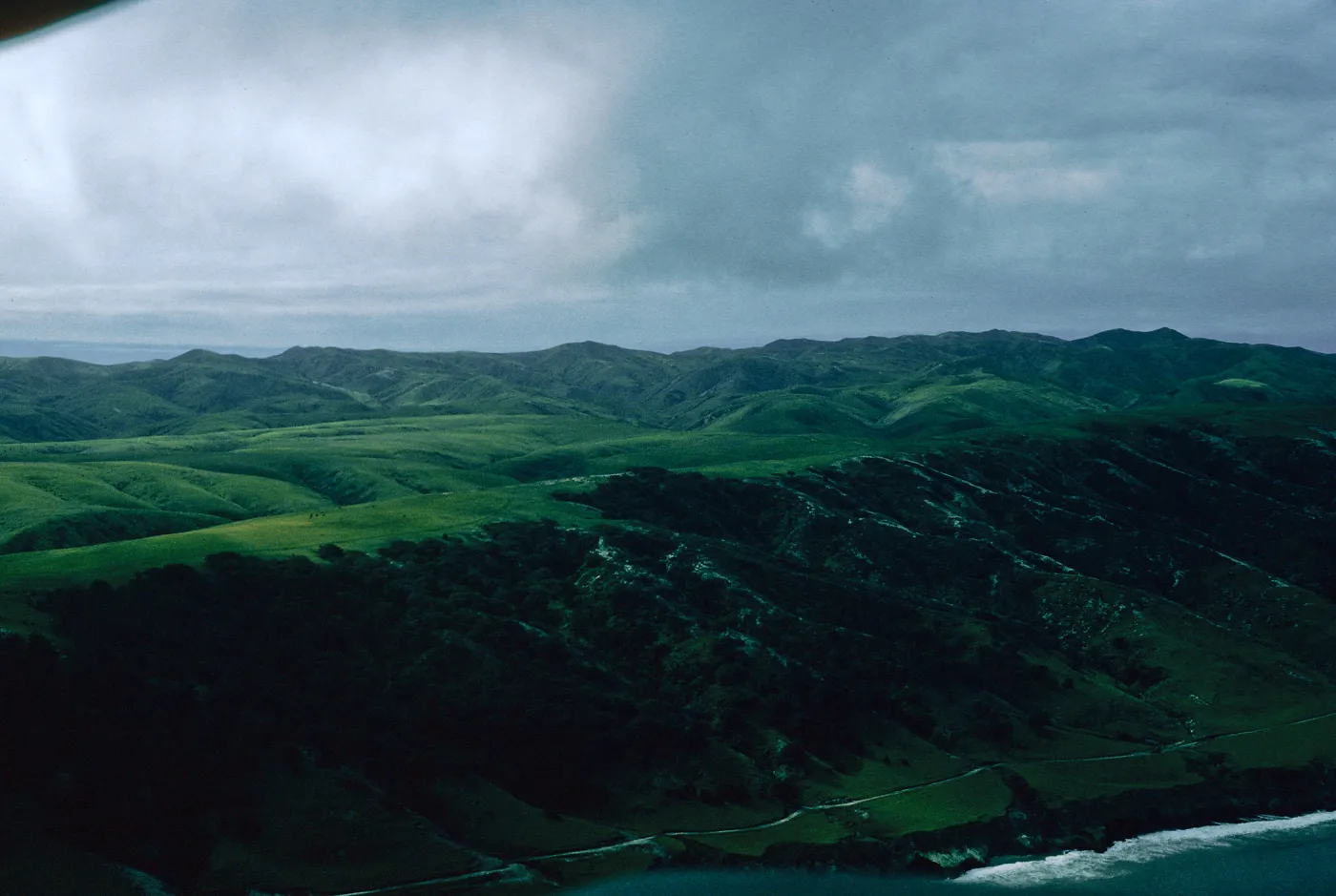 Torrey Pines, Beechers Bay, Santa Rosa Island