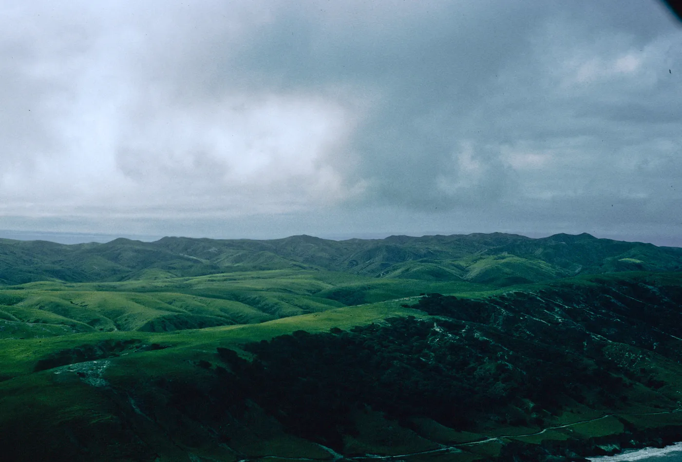 Torrey Pines, Santa Rosa Island