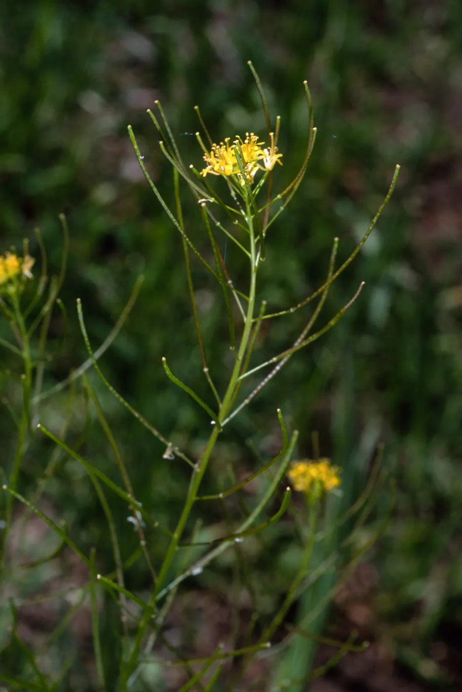 Sisymbrium irio, Santa Barbara Botanic Garden