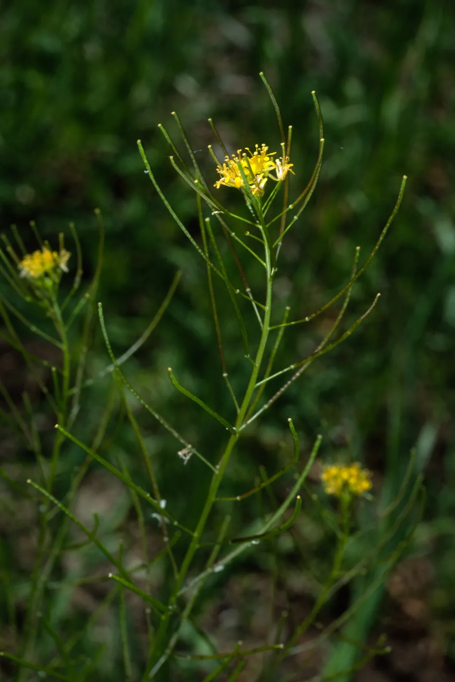 Sisymbrium irio, Santa Barbara Botanic Garden