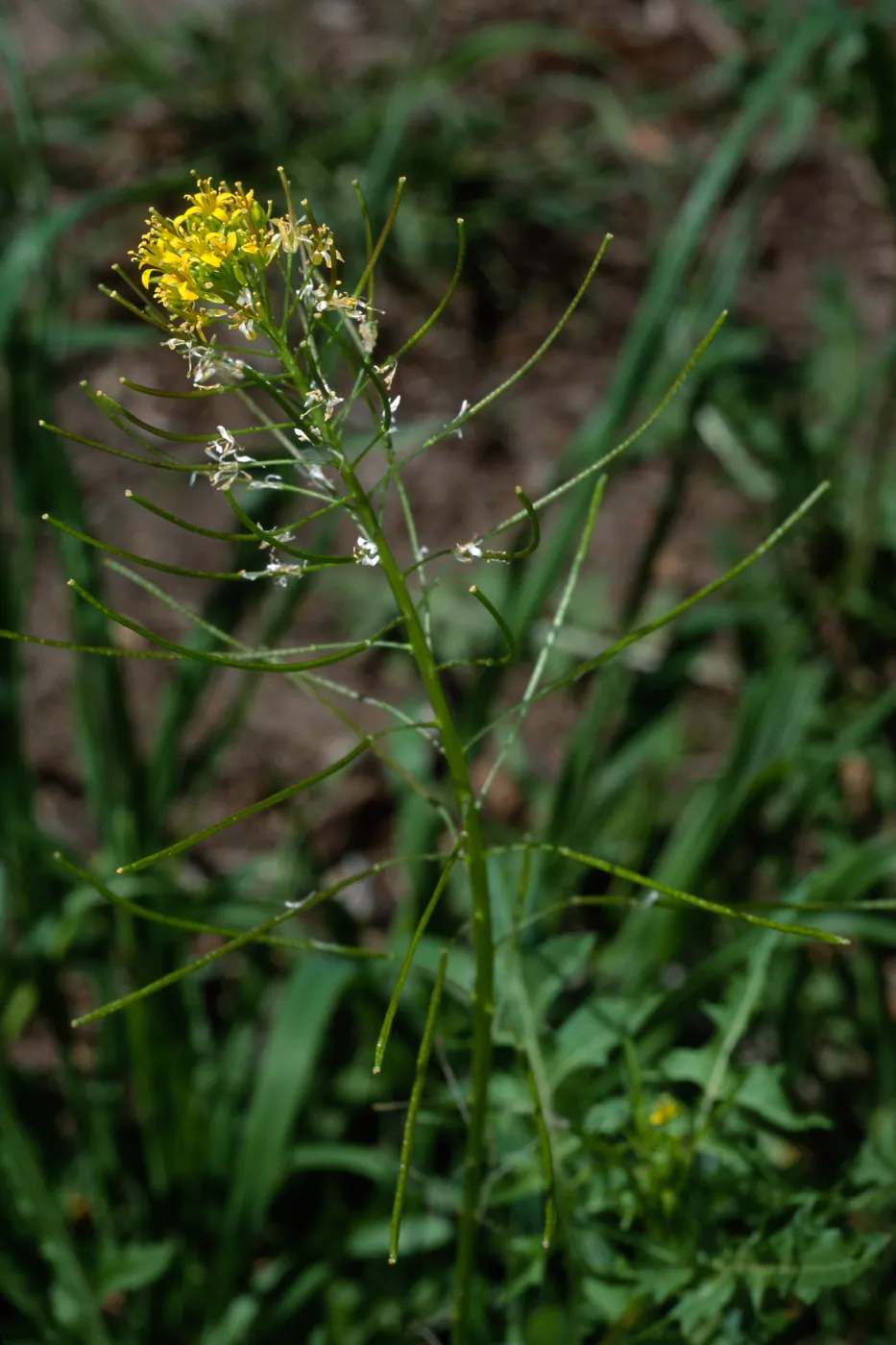 Sisymbrium irio, Santa Barbara Botanic Garden