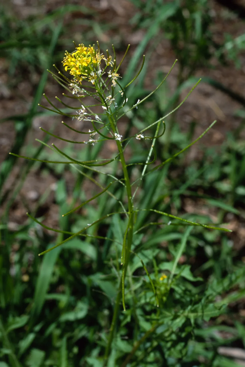 Sisymbrium irio, Santa Barbara Botanic Garden