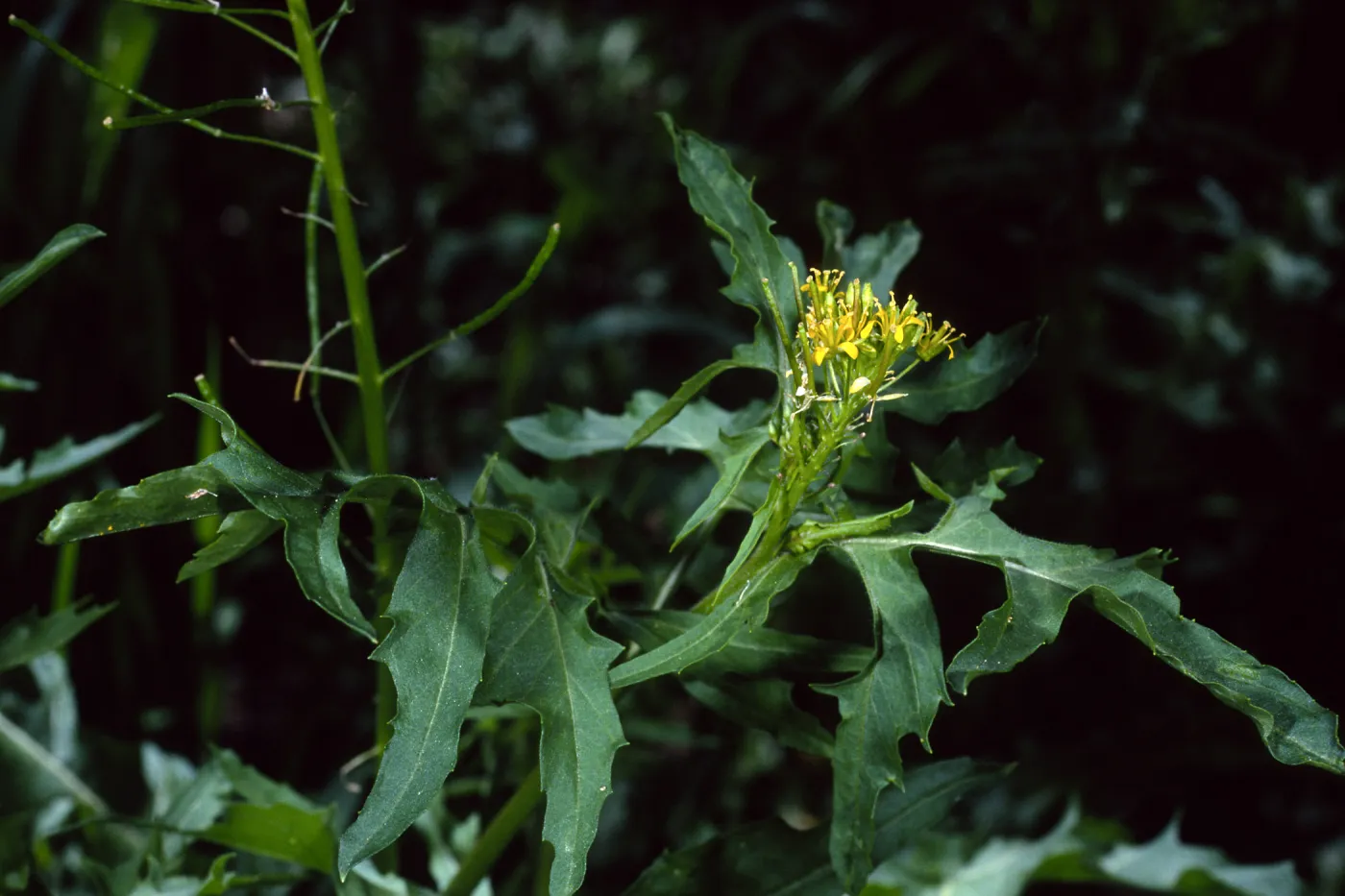 Sisymbrium irio, Santa Barbara Botanic Garden