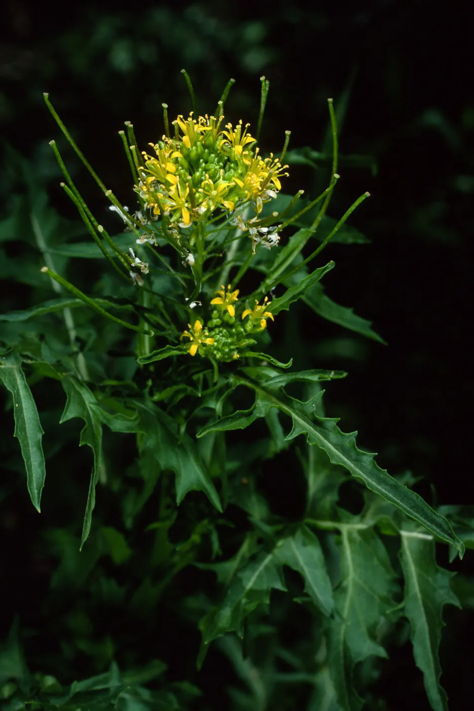 Sisymbrium irio, Santa Barbara Botanic Garden