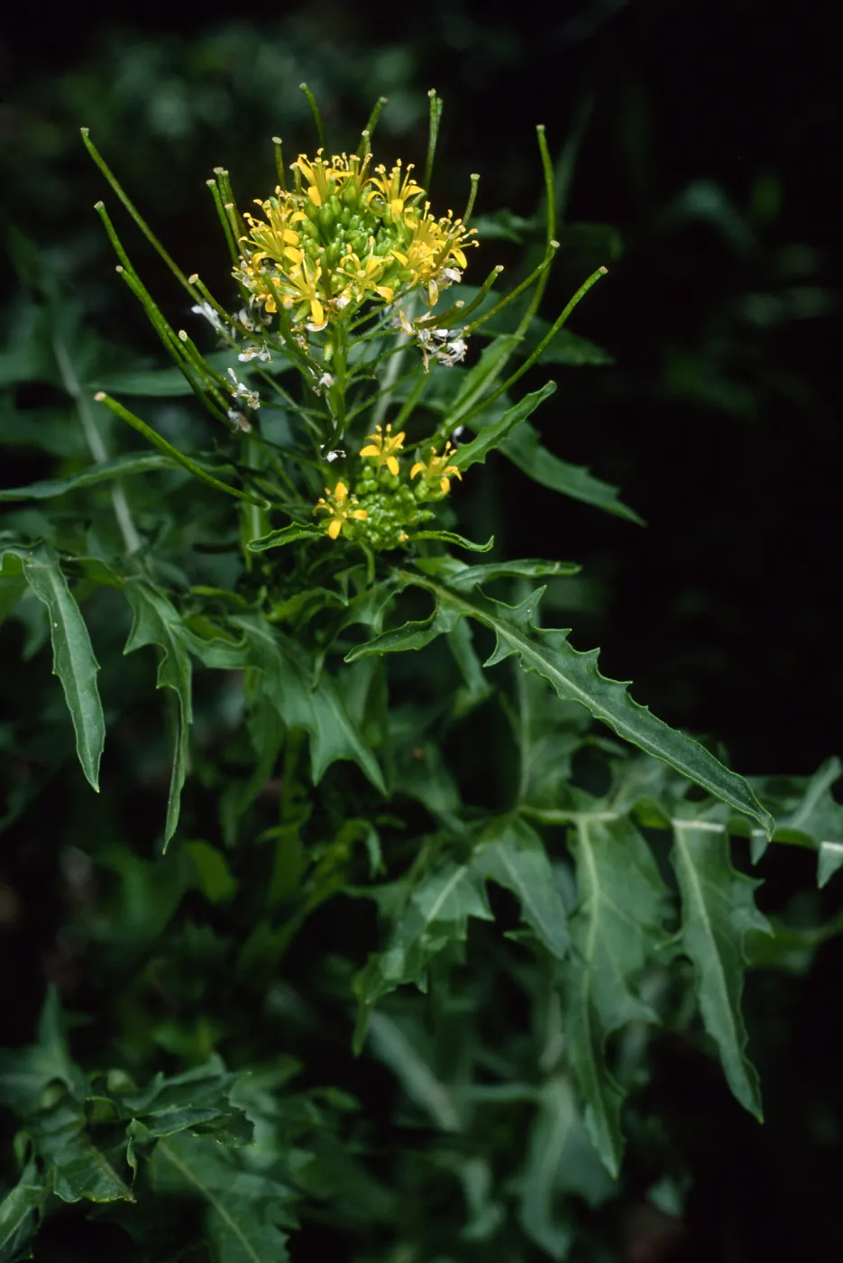 Sisymbrium irio, Santa Barbara Botanic Garden