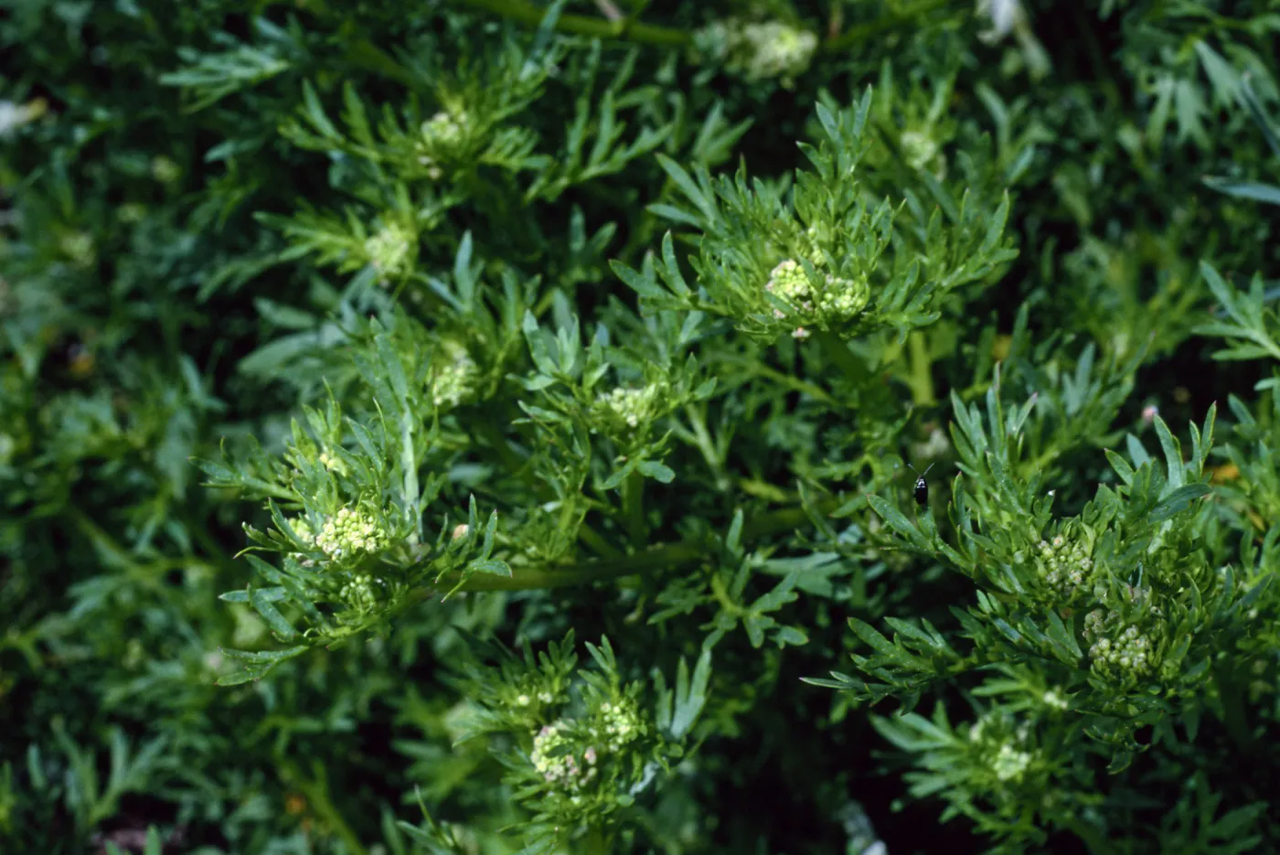 Coronopus didymus, Santa Barbara Botanic Garden