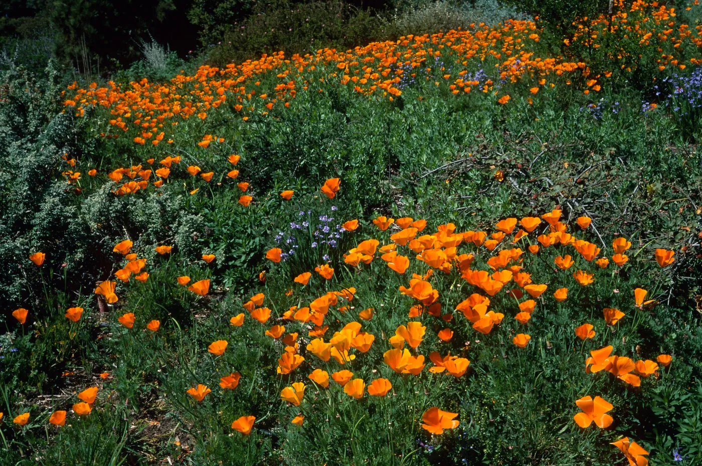 Escscholzia californica, Santa Barbara Boranic Garden