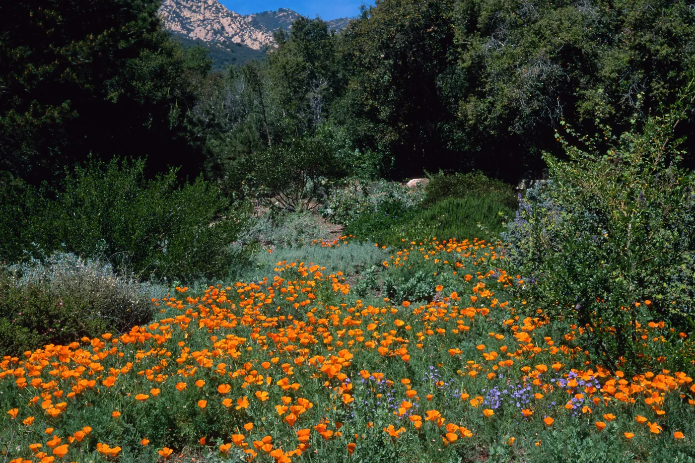 Escscholzia californica, Santa Barbara Boranic Garden