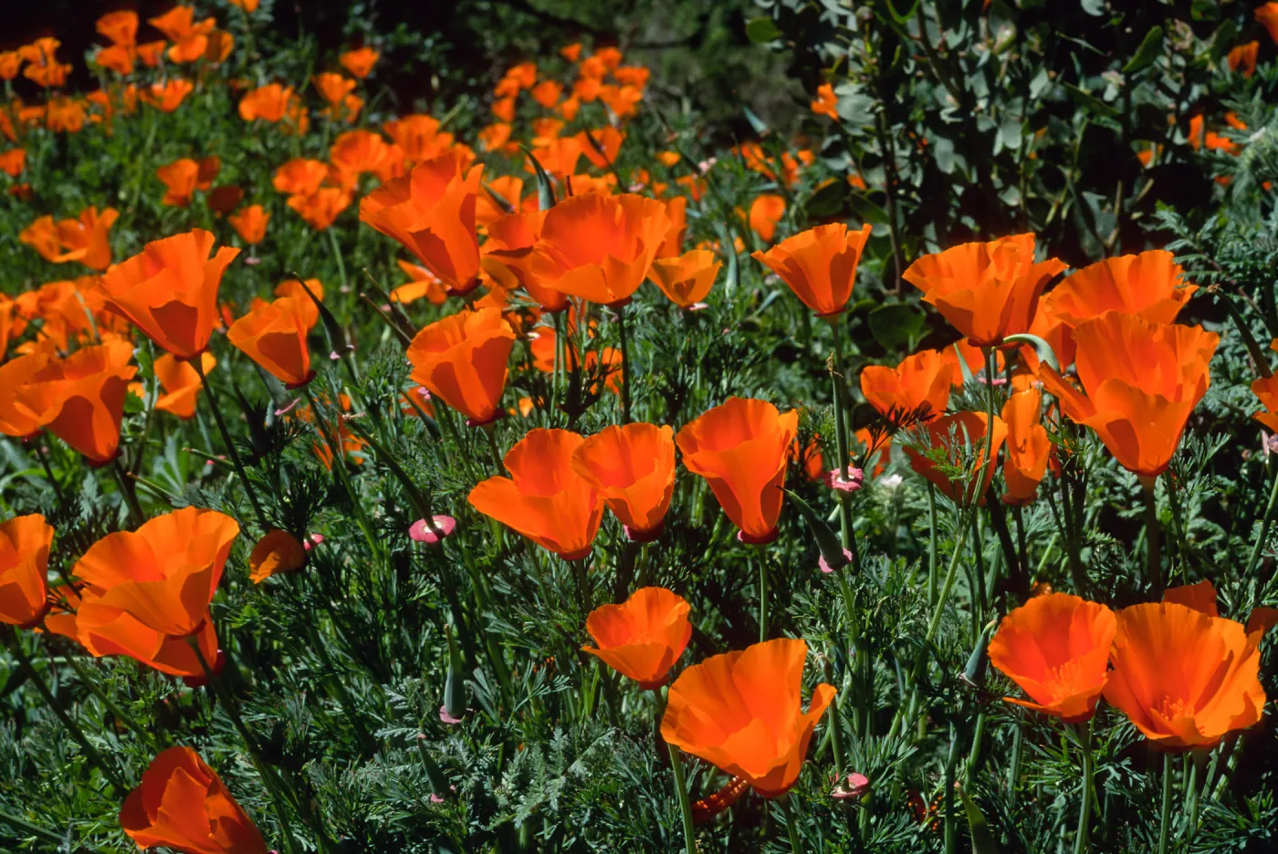 Escscholzia californica, Santa Barbara Boranic Garden