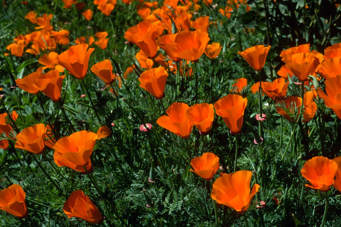 Escscholzia californica, Santa Barbara Boranic Garden
