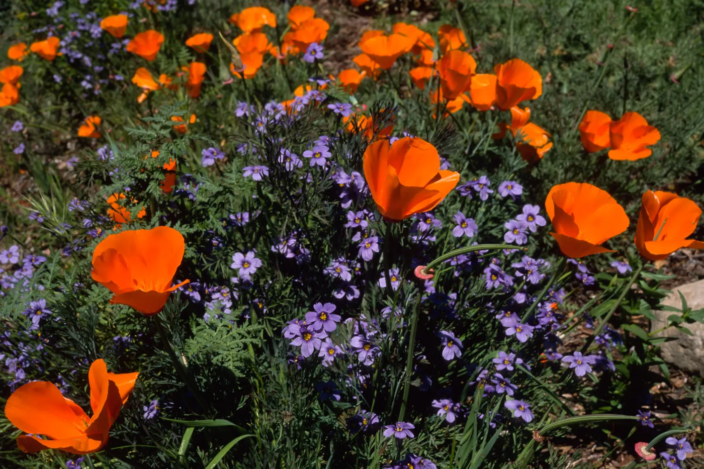 Escscholzia californica, Santa Barbara Boranic Garden