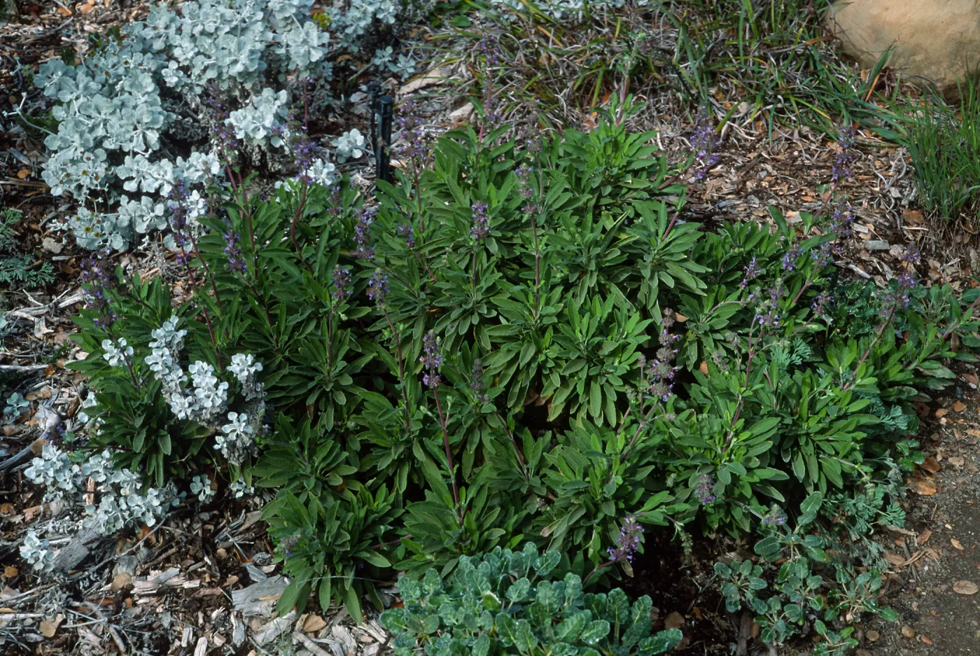Salvia (Sage) ï¿½Daras Choiceï¿½, 88-24, Arroyo Section, Santa Barbara Botanic Garden
