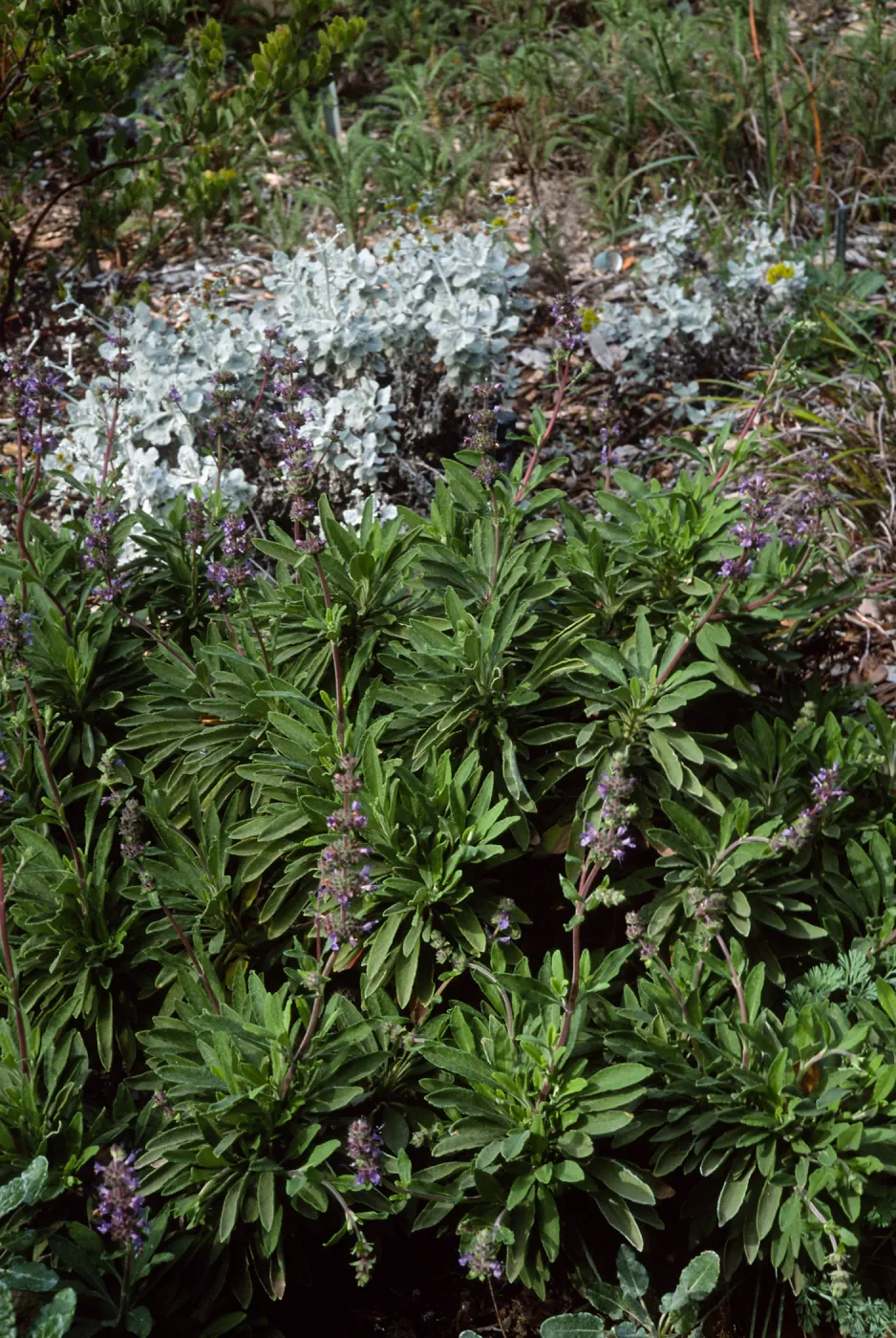 Salvia (Sage) ï¿½Daras Choiceï¿½, 88-24, Arroyo Section, Santa Barbara Botanic Garden