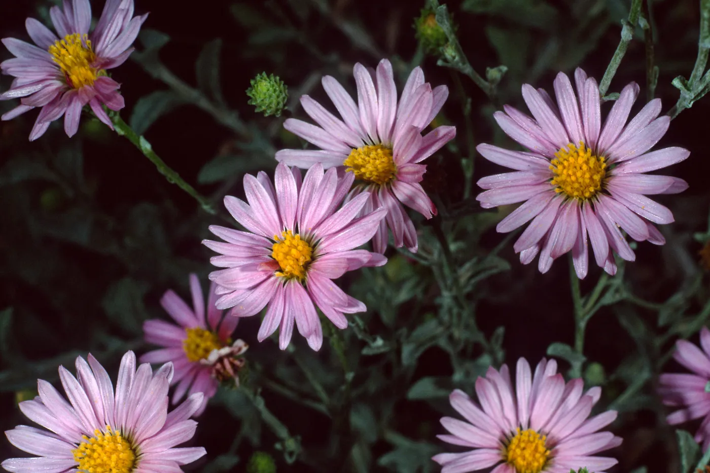  Lessingia filaginifolia ‘Silver Carpet’, Santa Barbara Botanic Garden