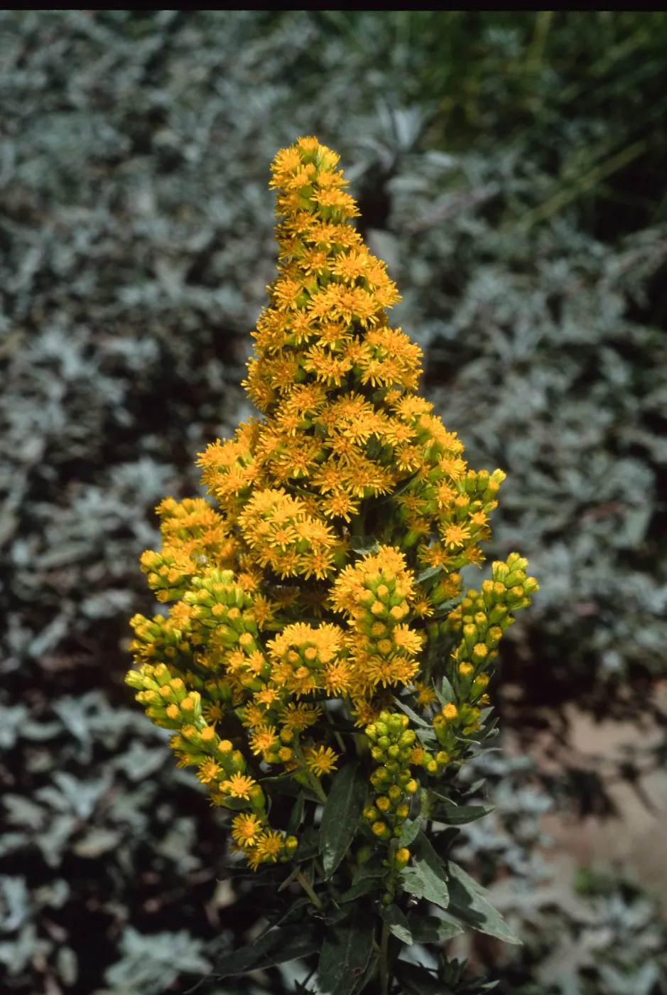 Solidago californica, Santa Barbara Botanic Garden
