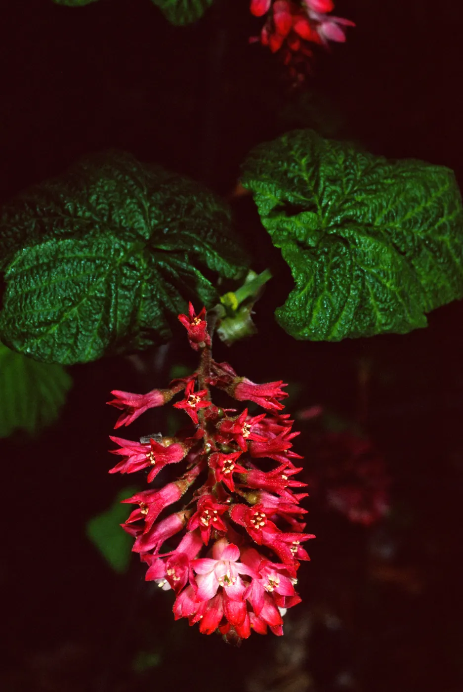 Ribes ‘Joyce Rose’, Acc# 95-52-1, B-25, Santa Barbara Botanic Garden