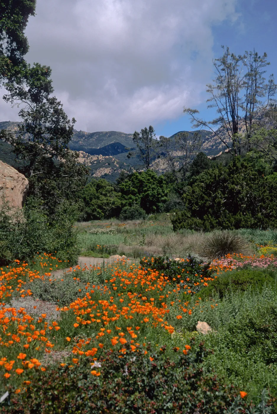 meadow, Santa Barbara Botanic Garden