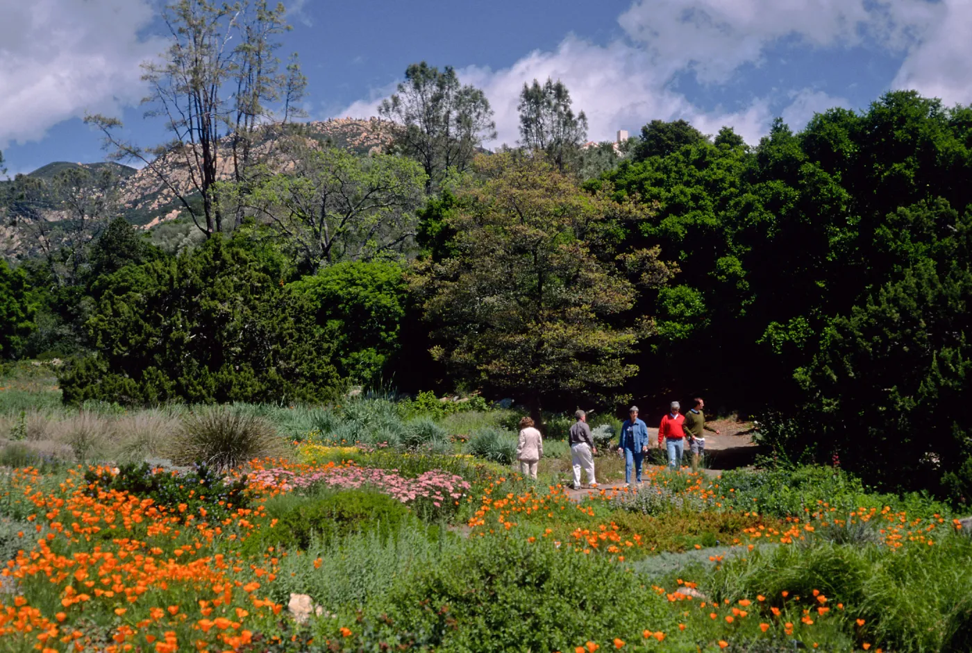 meadow, Santa Barbara Botanic Garden