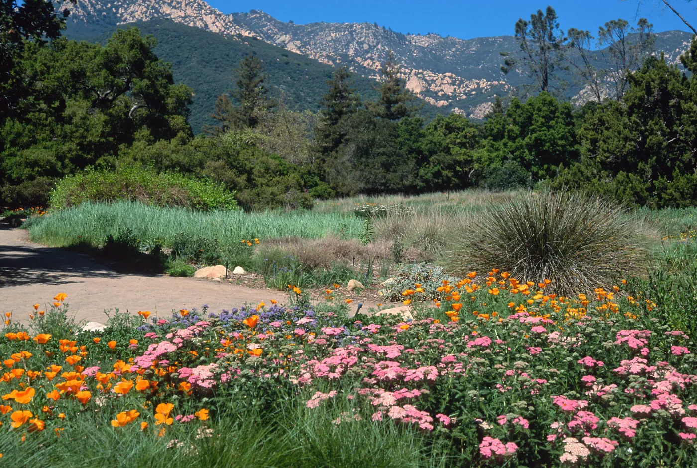 meadow, Santa Barbara Botanic Garden