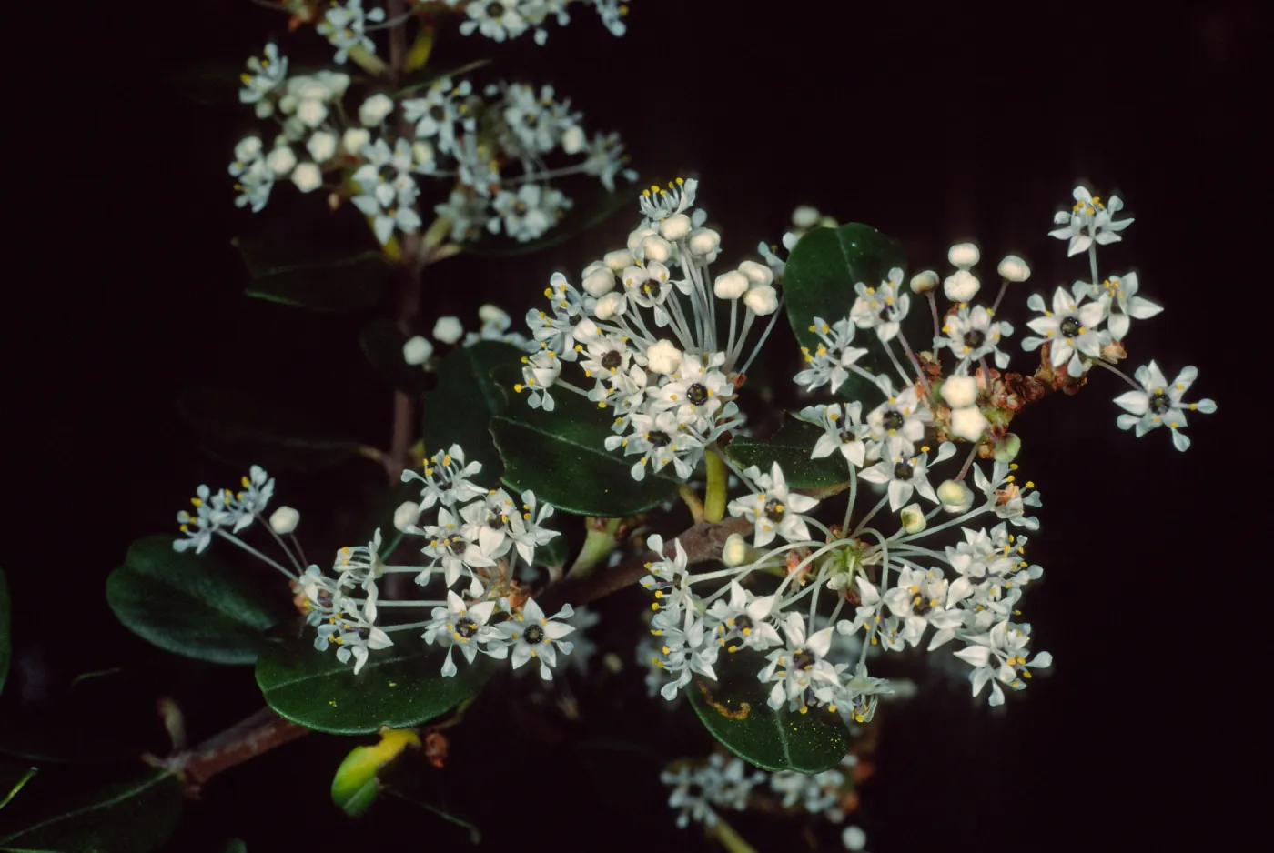 Ceanothus megacarpus insularis, Santa Barbara Botanic Garden