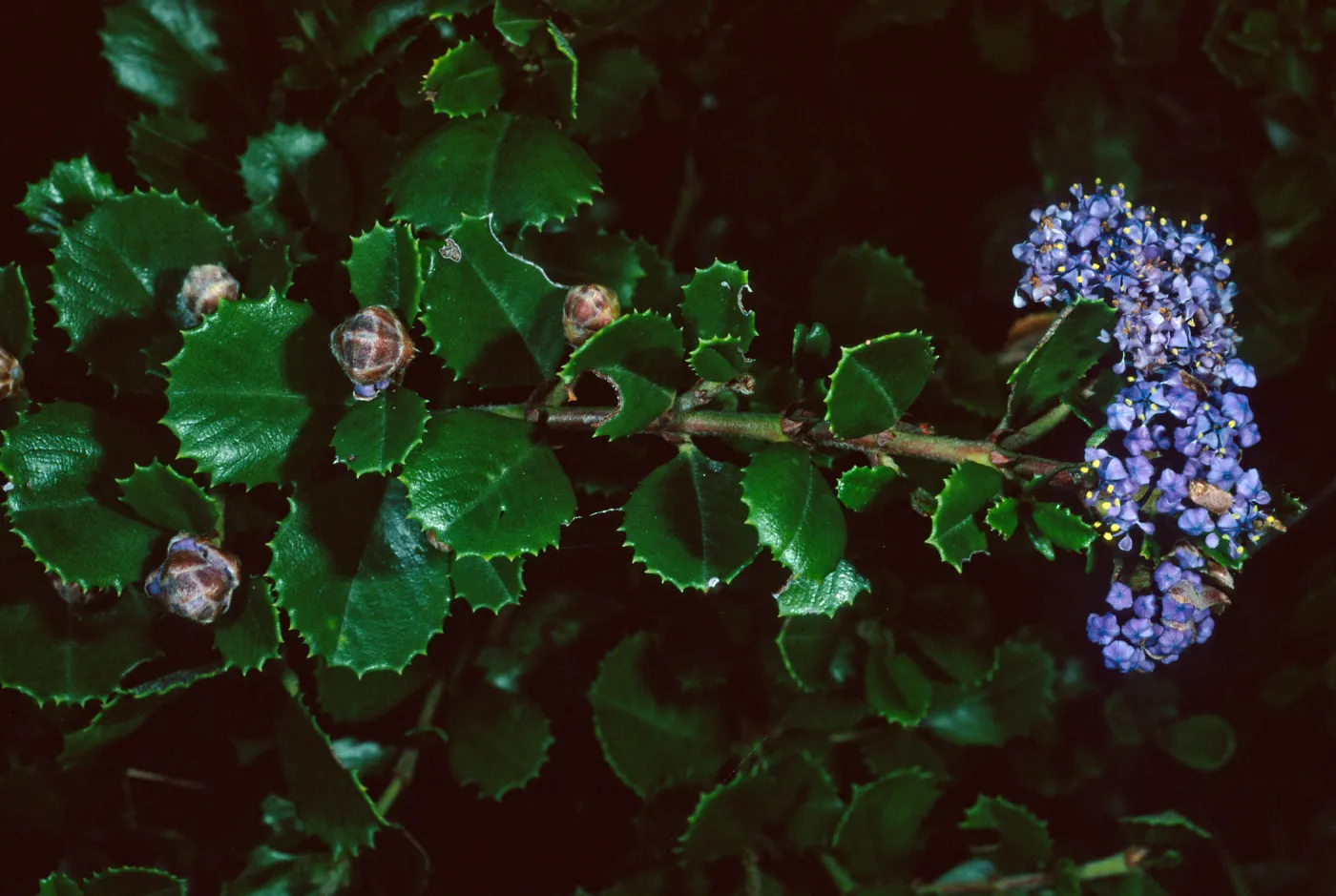 Ceanothus ‘Point Reyes’, Acc# 92-577, A 27/24, Santa Barbara Botanic Garden