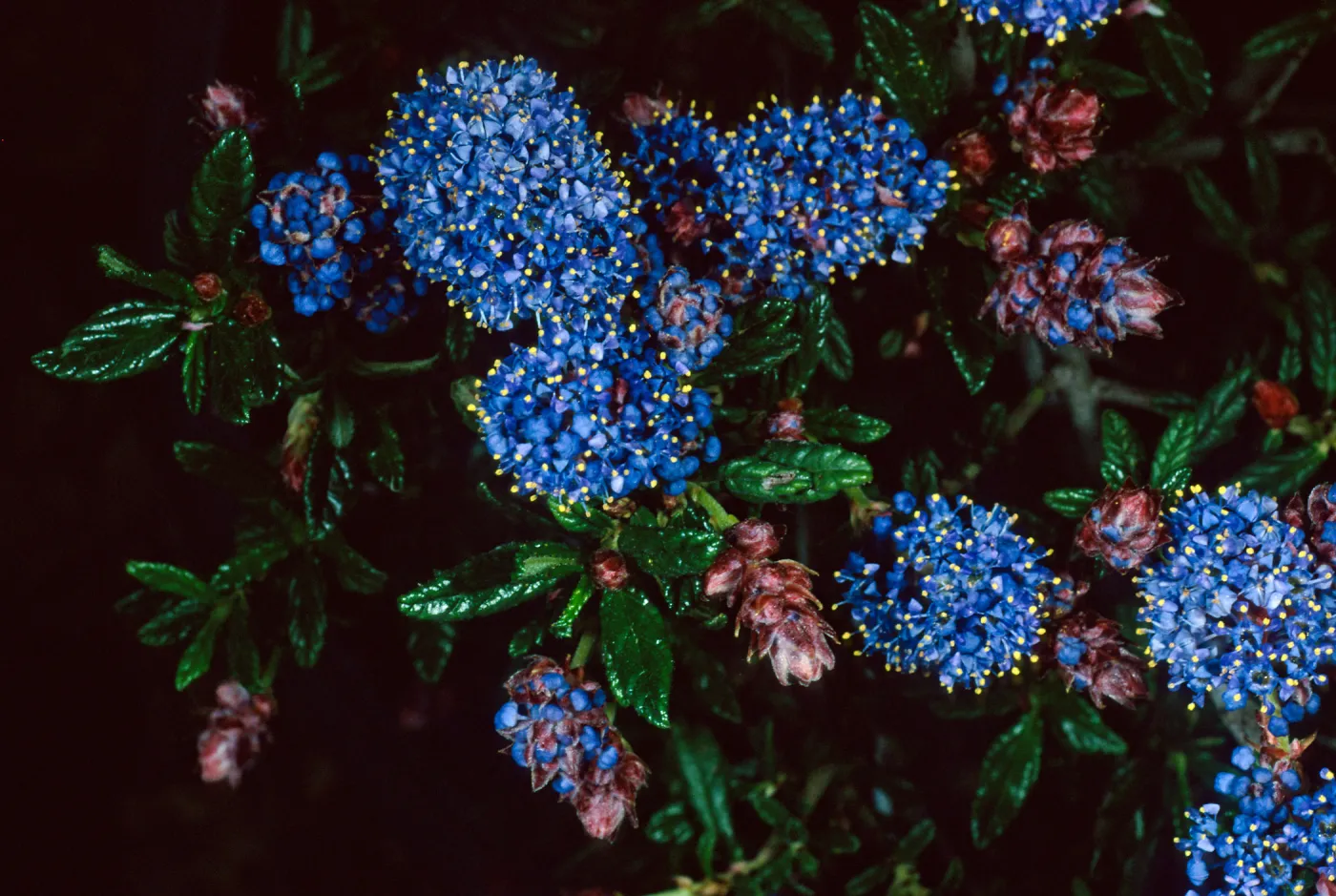 Ceanothus ‘Wheeler Canyon’, Santa Barbara Botanic Garden
