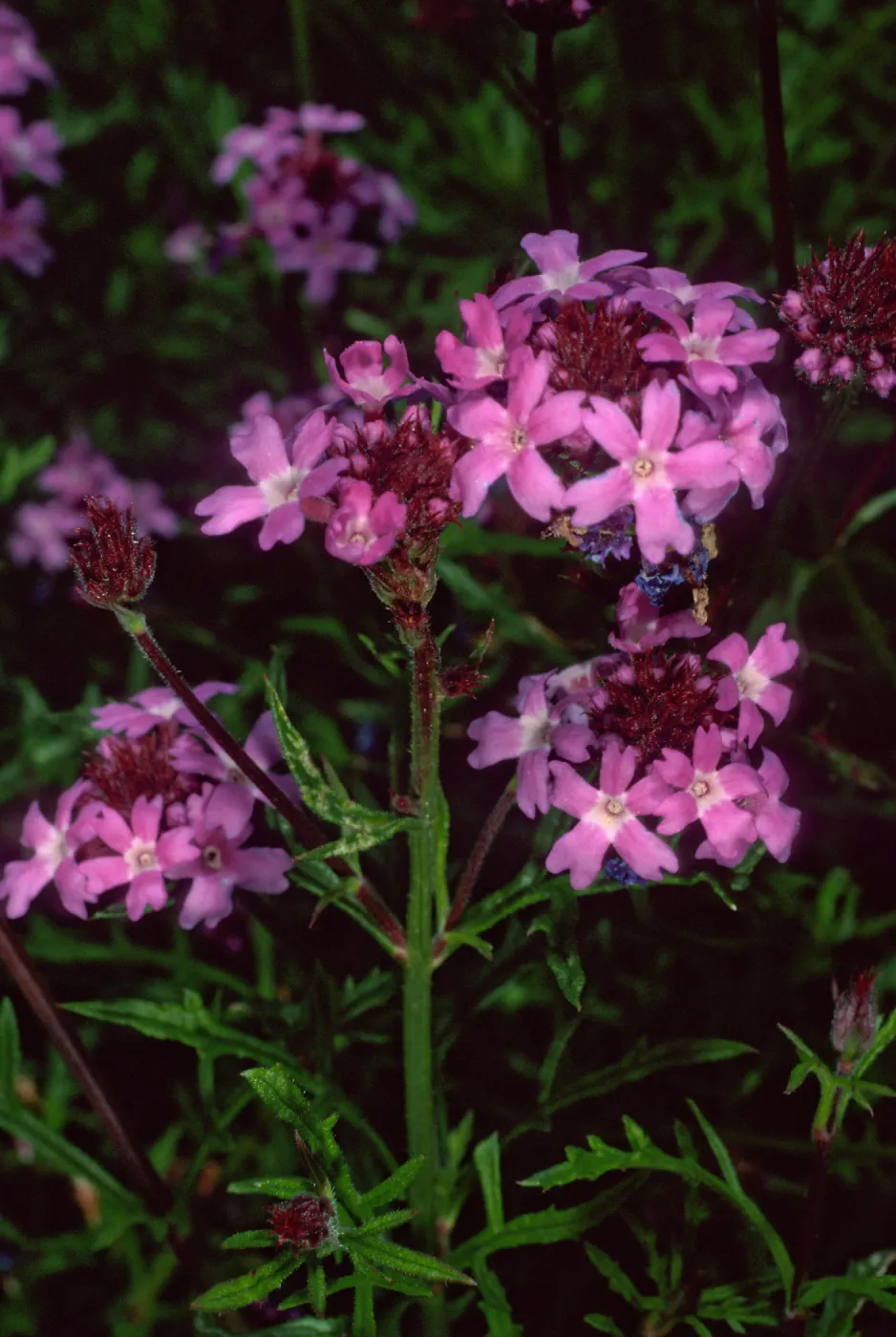 Verbena lilacina, Santa Barbara Botanic Garden